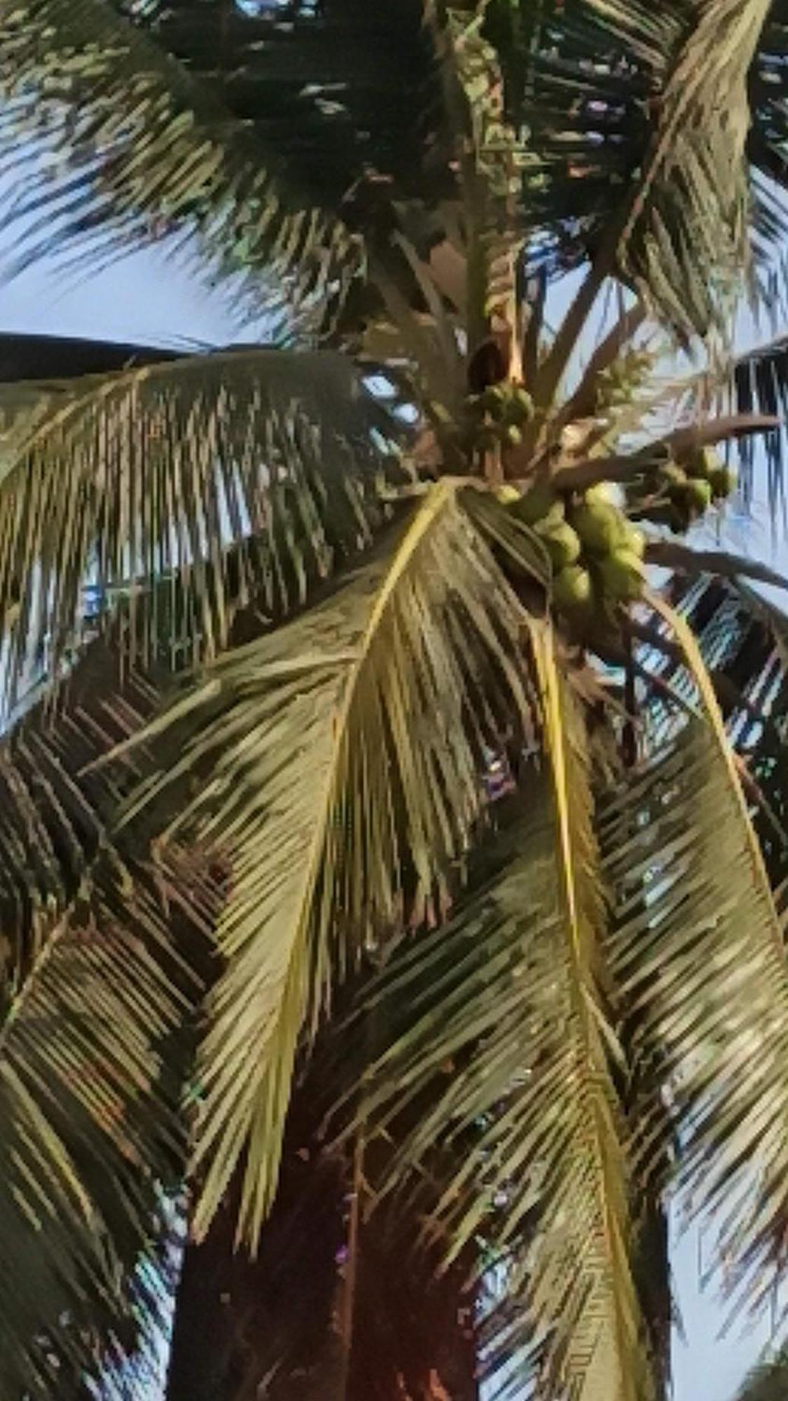 Quinta Diamante Hotel Barra Vieja Luaran gambar